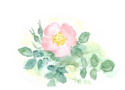 Aquarell Heckenrose